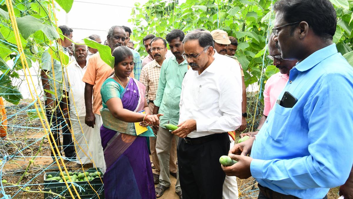 Sirkazhi farmer reaps rich dividends with high-tech cucumber cultivation under NADP