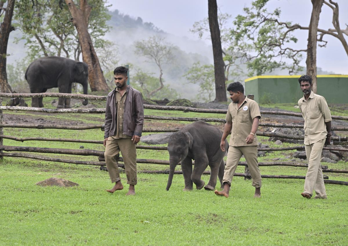 An adandoned baby elephant at the Theppakadu Elephant Camp, Mudumalai Tiger Reserve. 