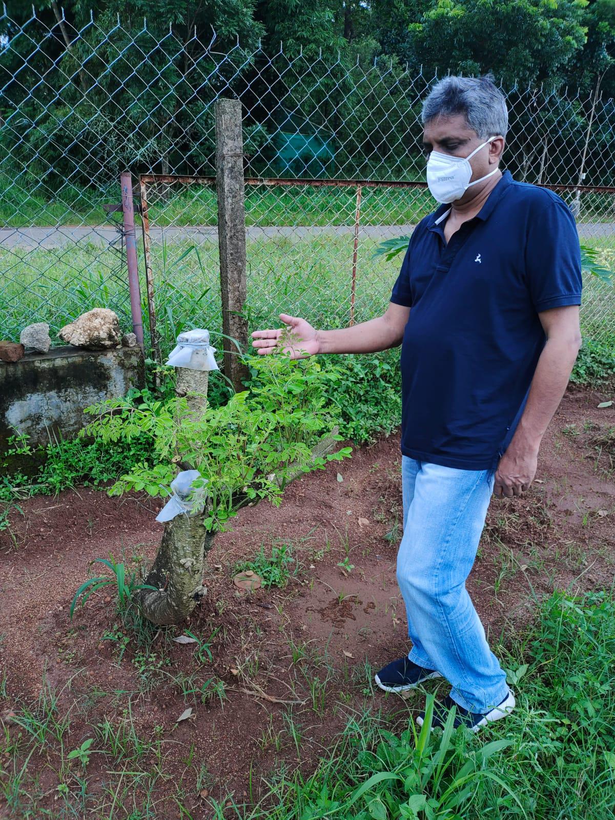 T Pradeep Kumar met een gesnoeide drumstick plant waar nieuwe scheuten uit komen 