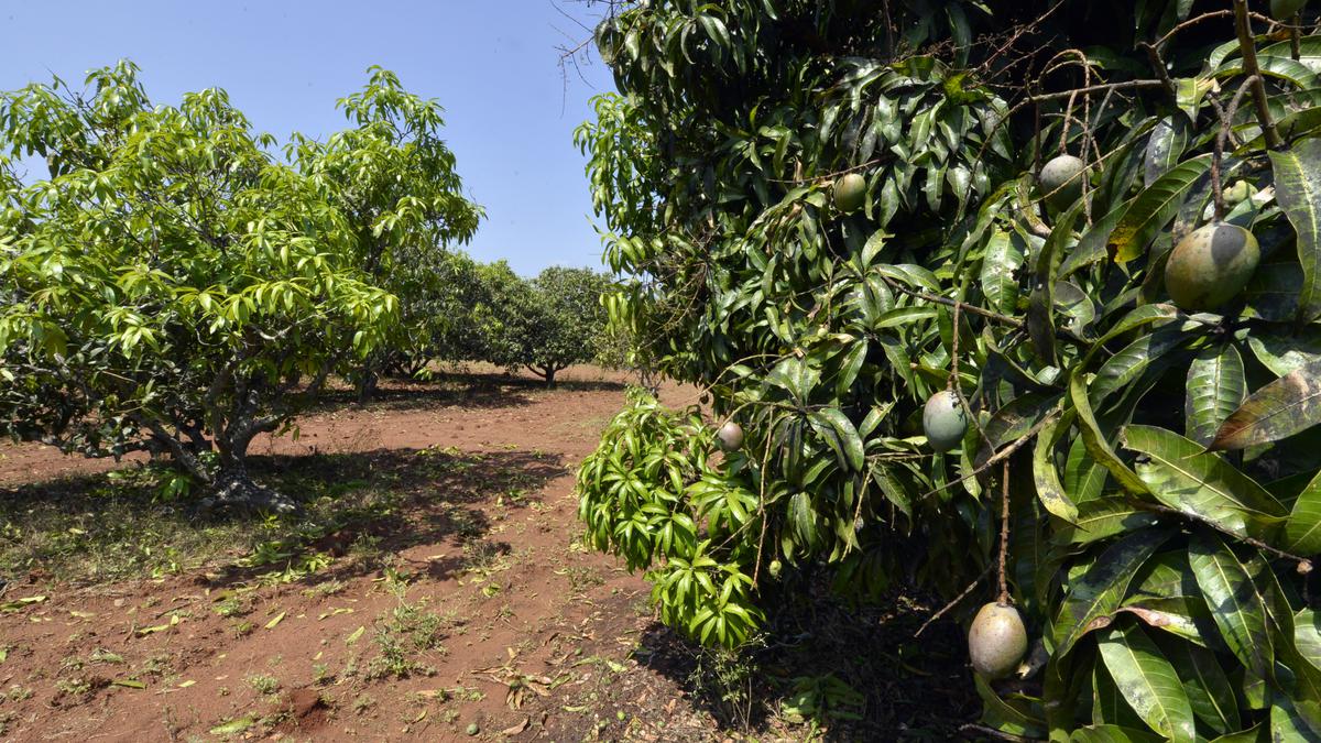 Another mango season turns sour for Karnataka with yield down to 30% of the usual