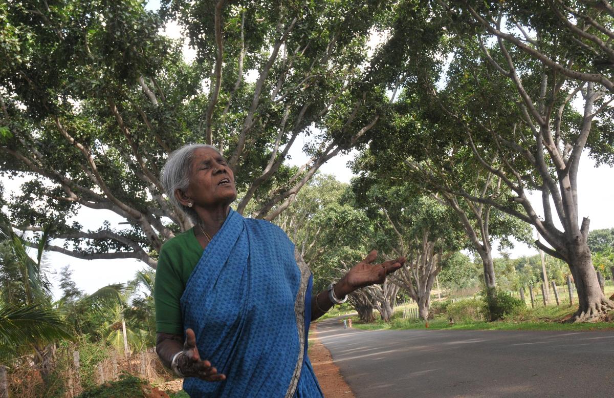 385 trees have lost their mother: 'Saalumarada' Thimmakka no more - The  Hindu