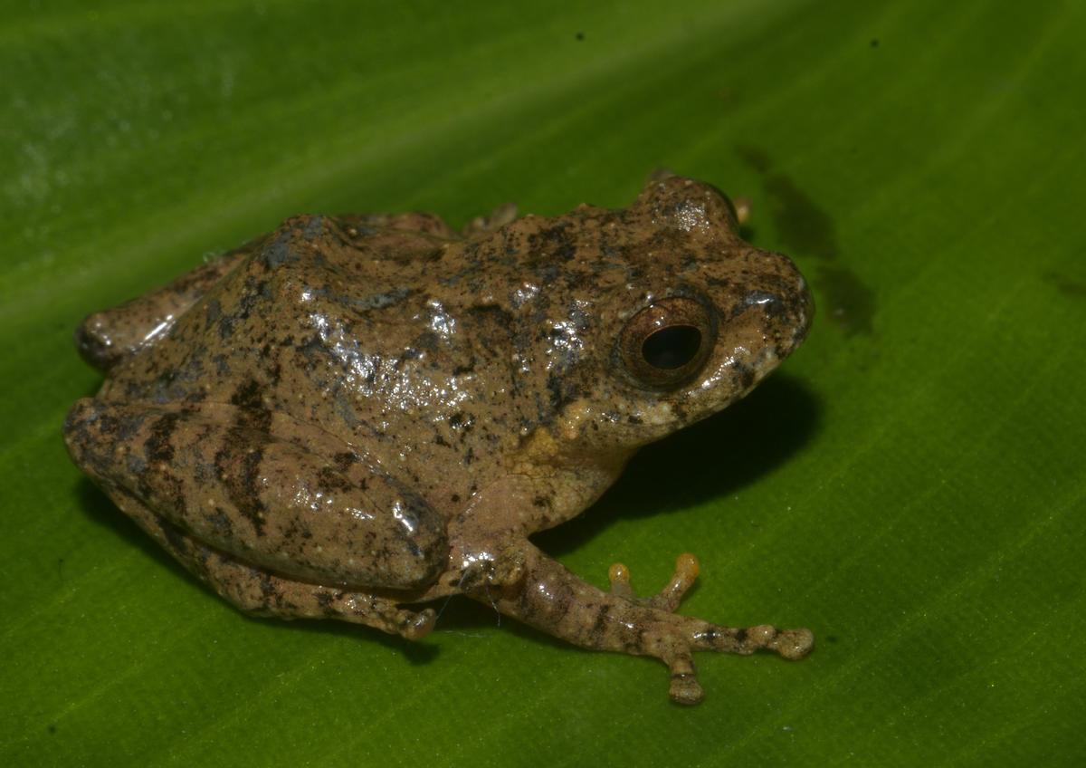 Raorchestes Jakoid, nové žáby přímého rozvoje zaznamenané z Meghalaya. Foto: Zvláštní uspořádání Raorchestes Jakoid, nové žáby přímého rozvoje zaznamenané z Meghalaya. Foto: Zvláštní uspořádání