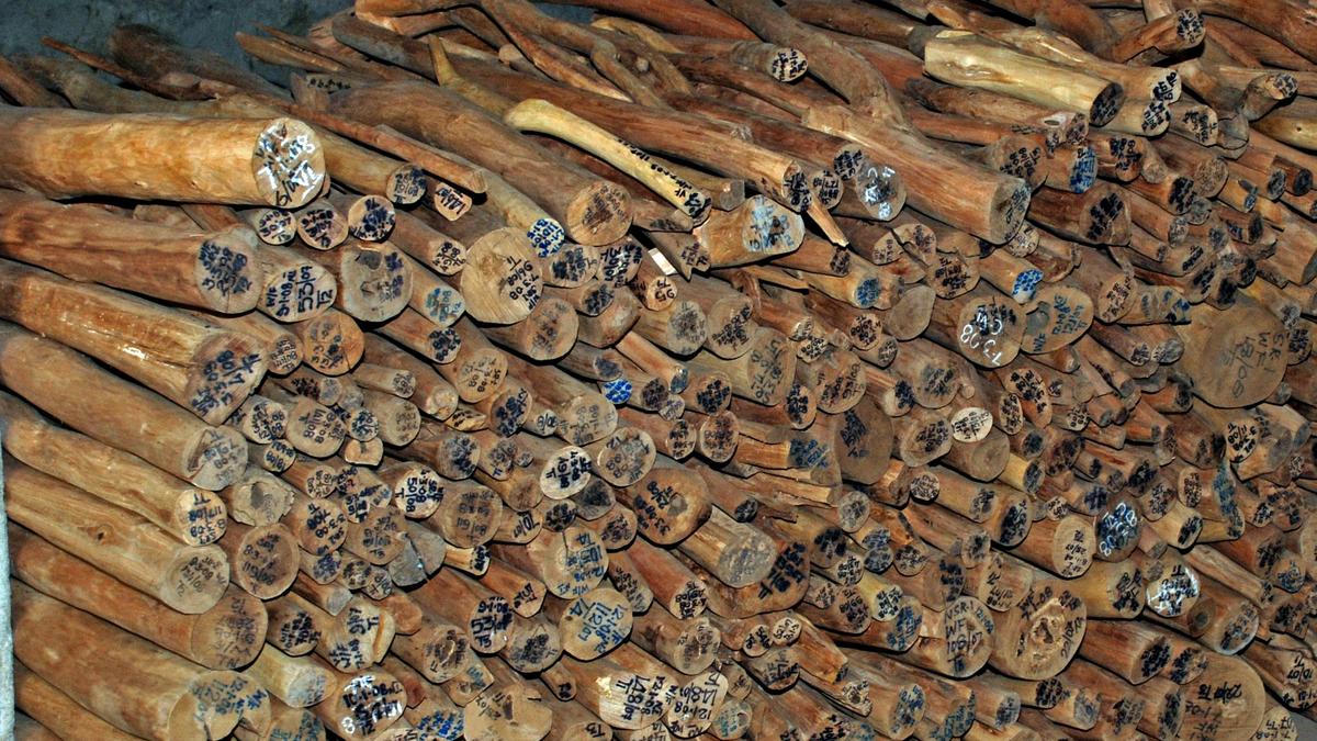 Kerala to promote sandalwood cultivation on private land, says Forest Minister A.K. Saseendran