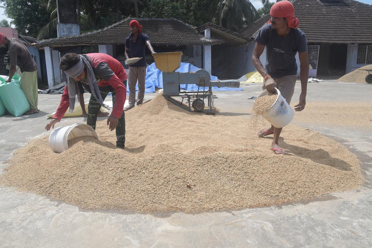 Paddy procurement to pick up from today