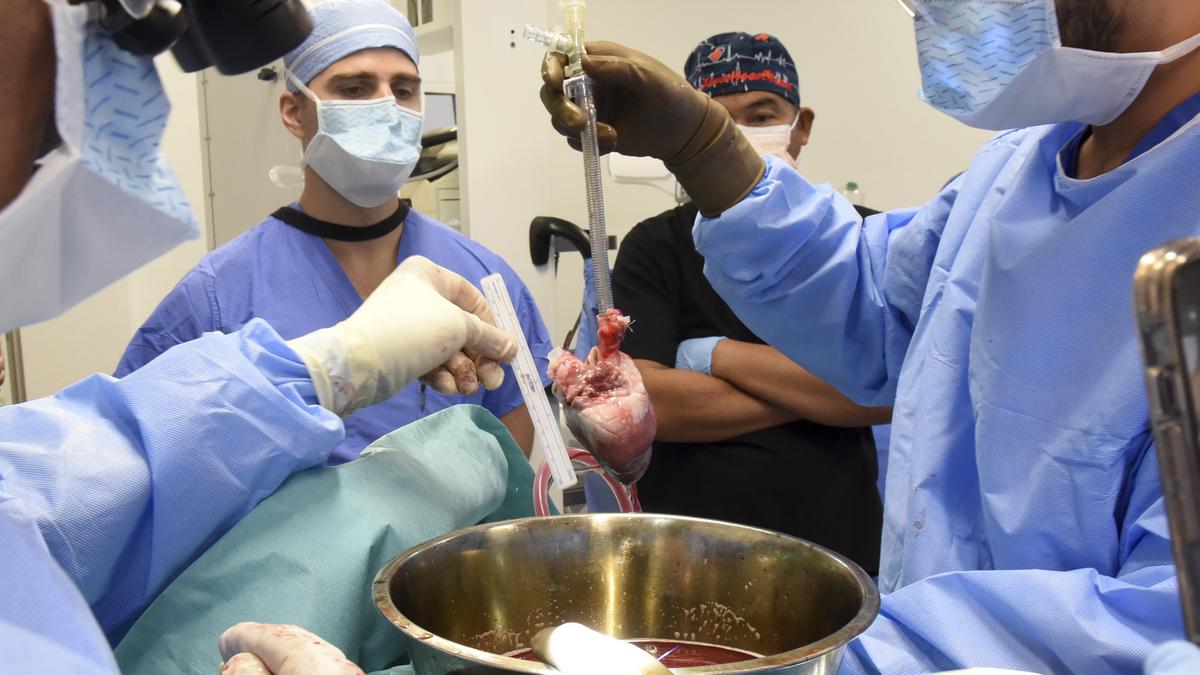 Surgeons perform second pig heart transplant, trying to save a dying man