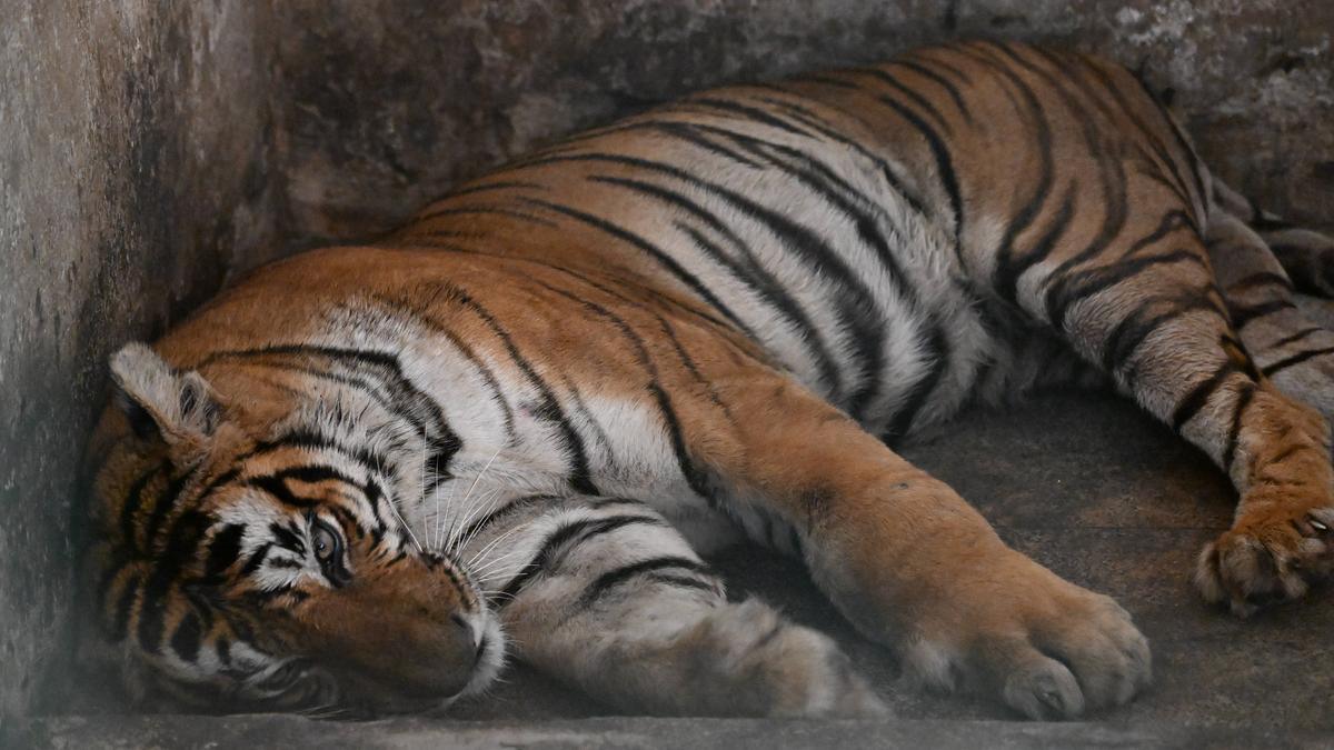 Thiruvananthapuram zoo gets a new striped resident