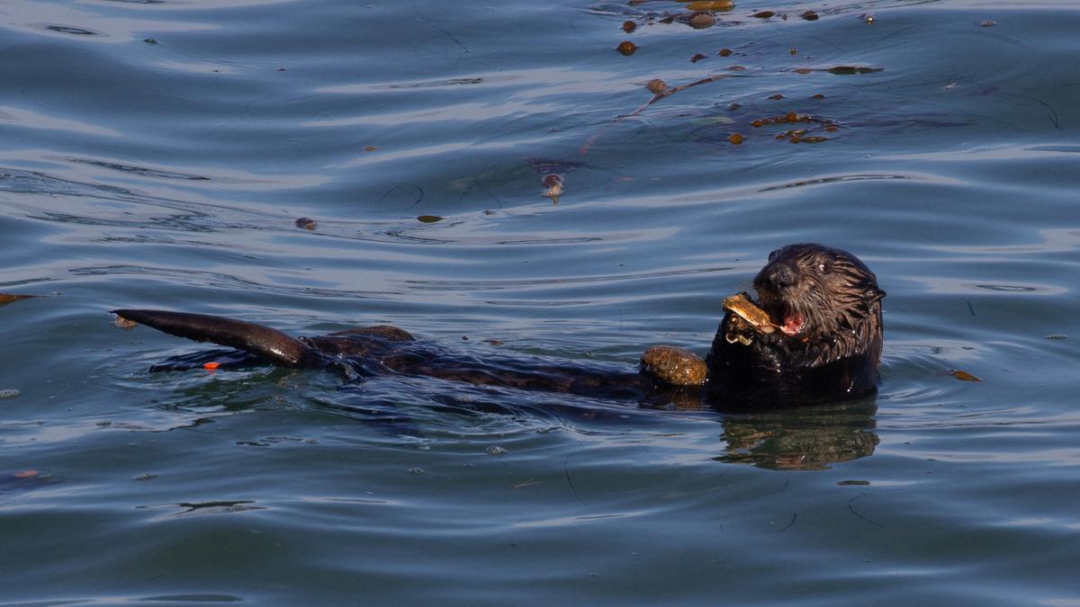 Sea otters get more prey and reduce tooth damage using tools - The Hindu