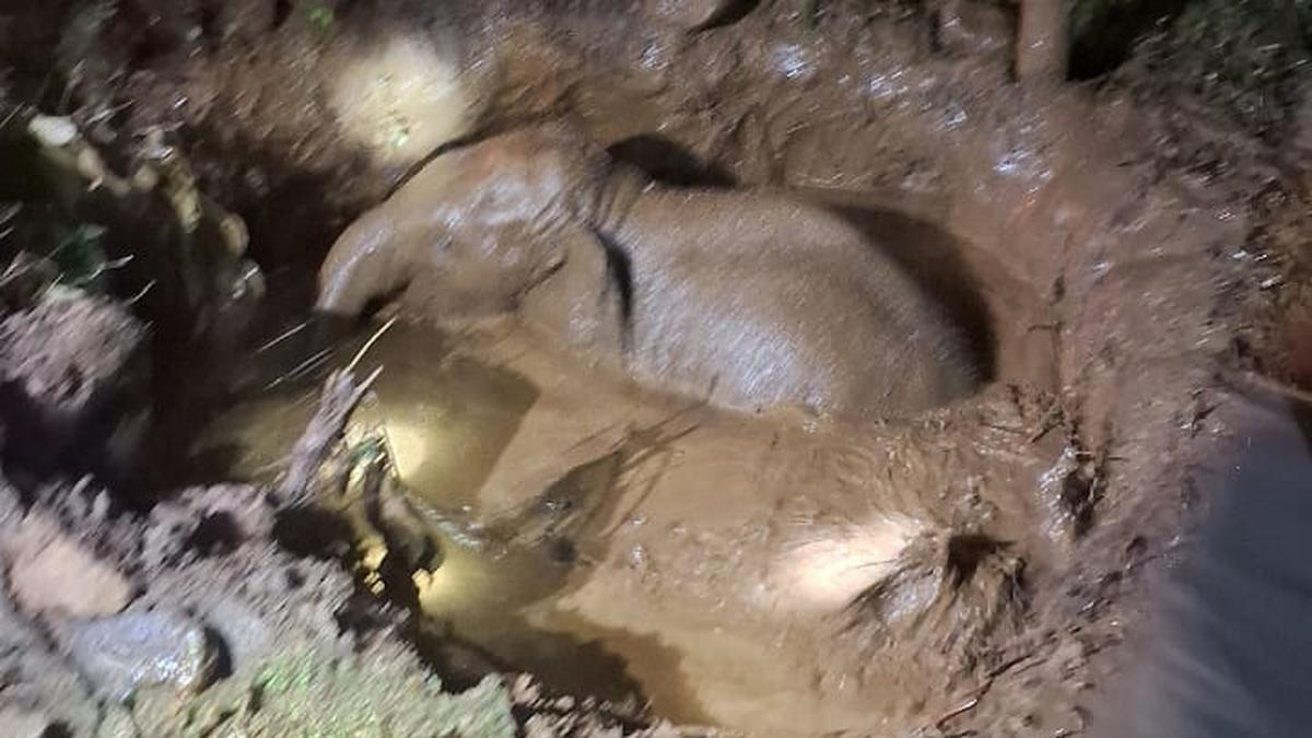 Elephant falls into septic tank in Kerala's Thrissur