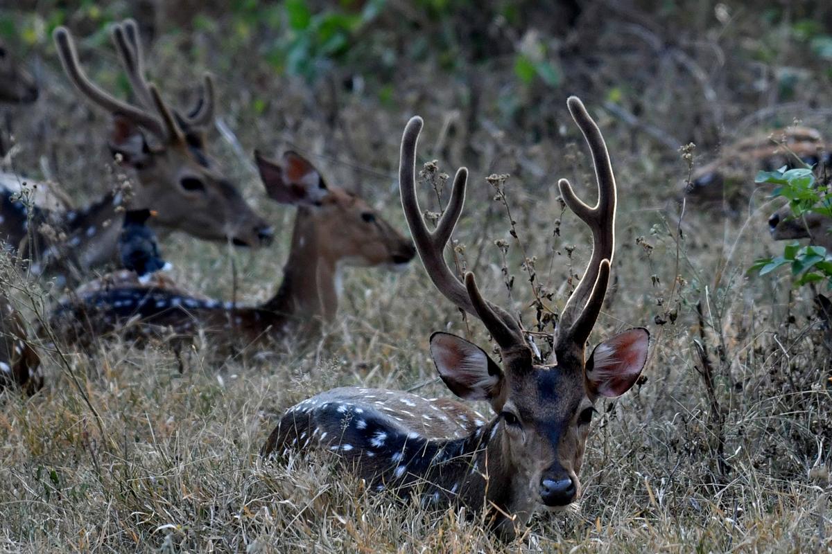 Spotted deer at Nilgiris north division forest