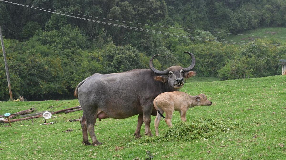 Three arrested for hunting Toda buffalo in the Nilgiris