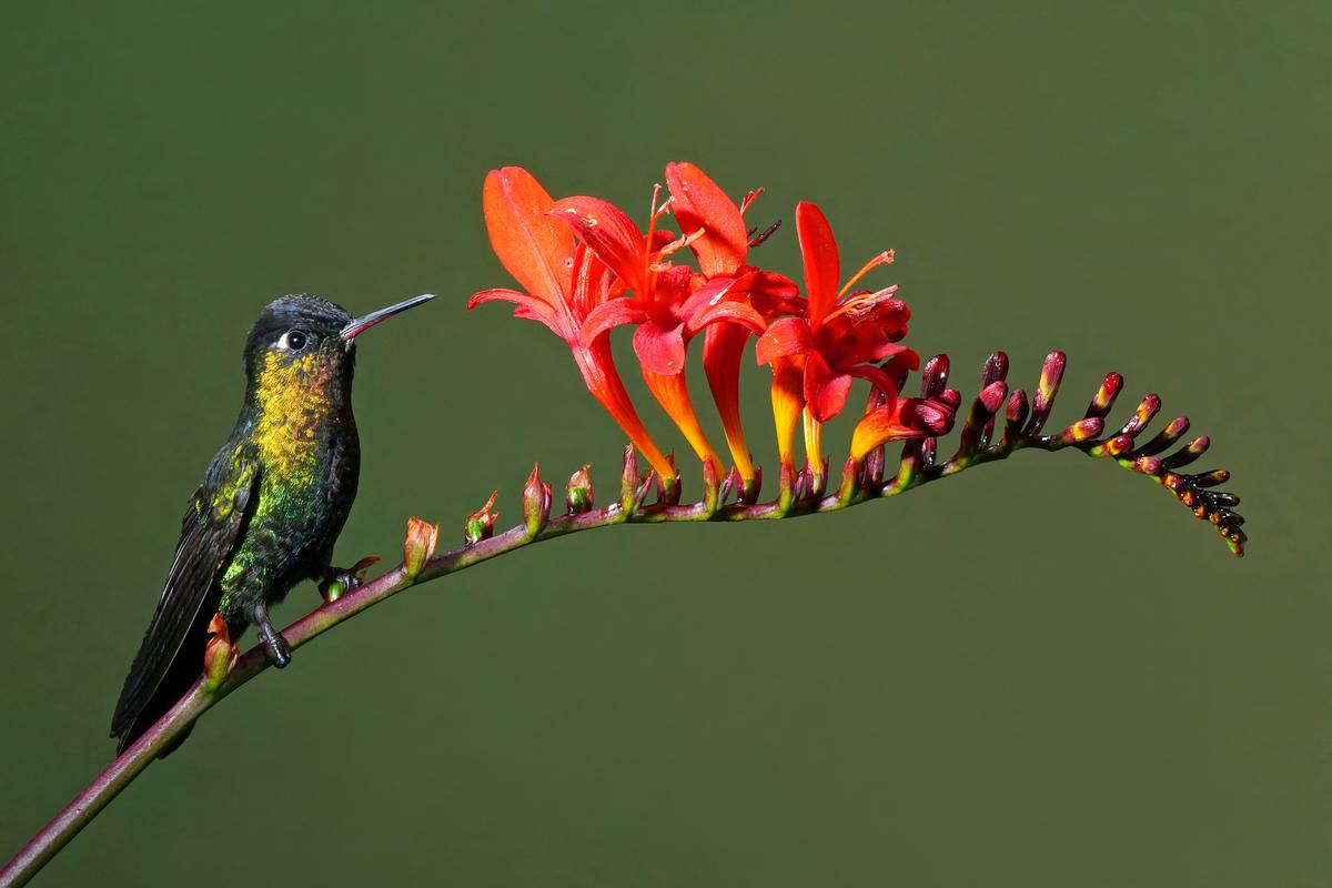 Fiery-Throated Hummin bird .