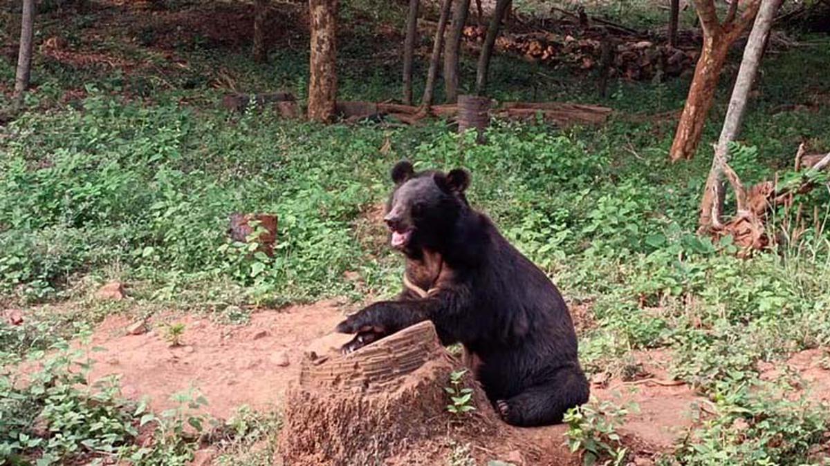 Himalayan black bear mauls keeper to death at Visakhapatnam zoo