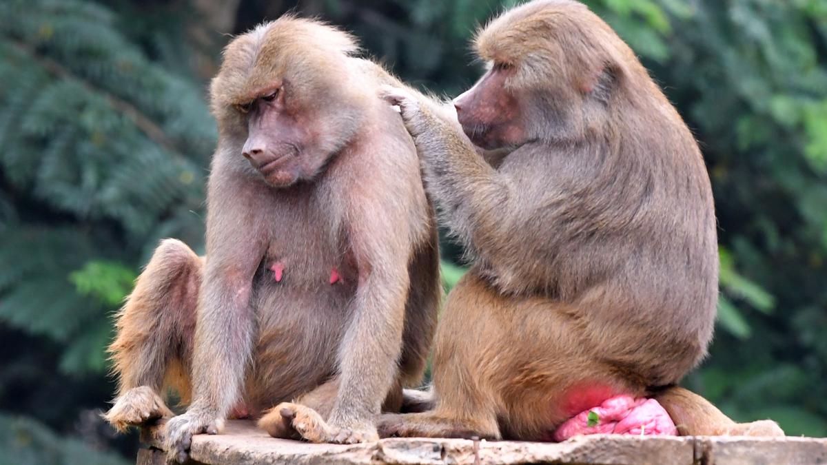 Baboon bonds: new study reveals that friendships make up for a bad start in life