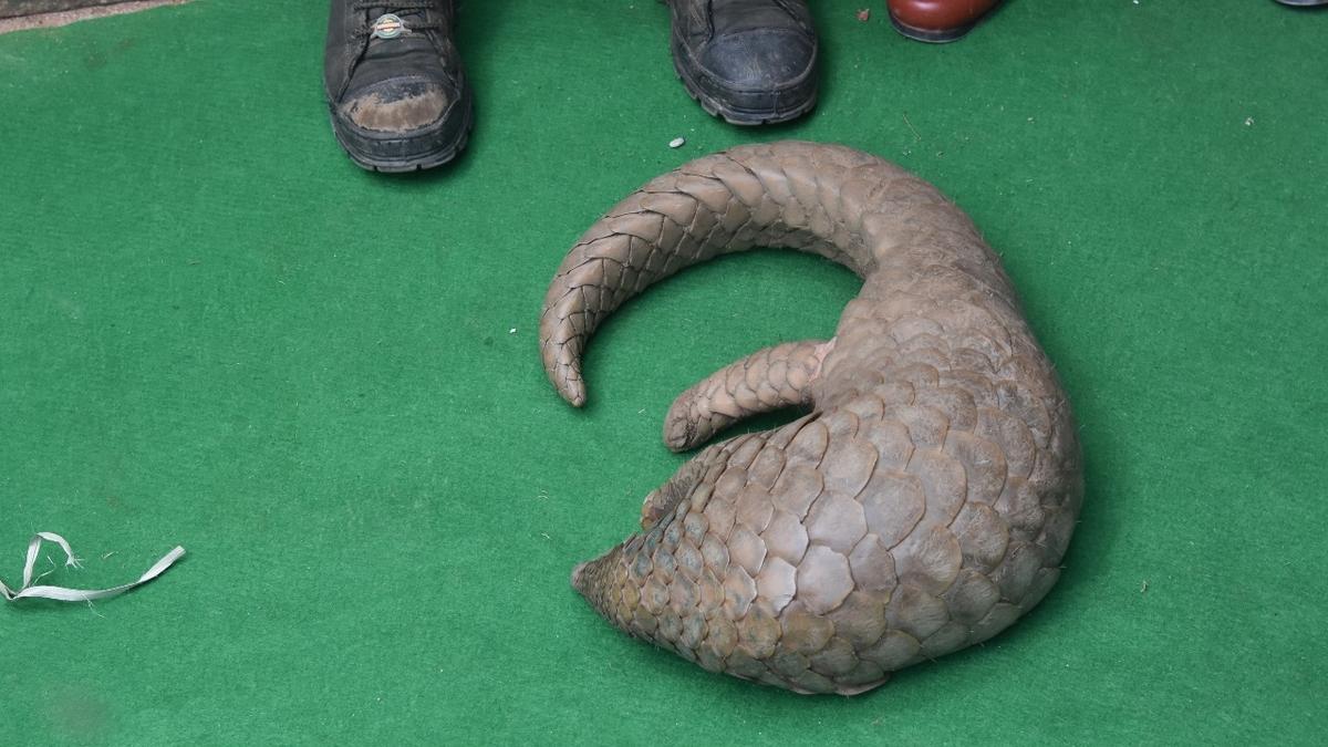 Forest officials rescue pangolin from smugglers in Kadapa district