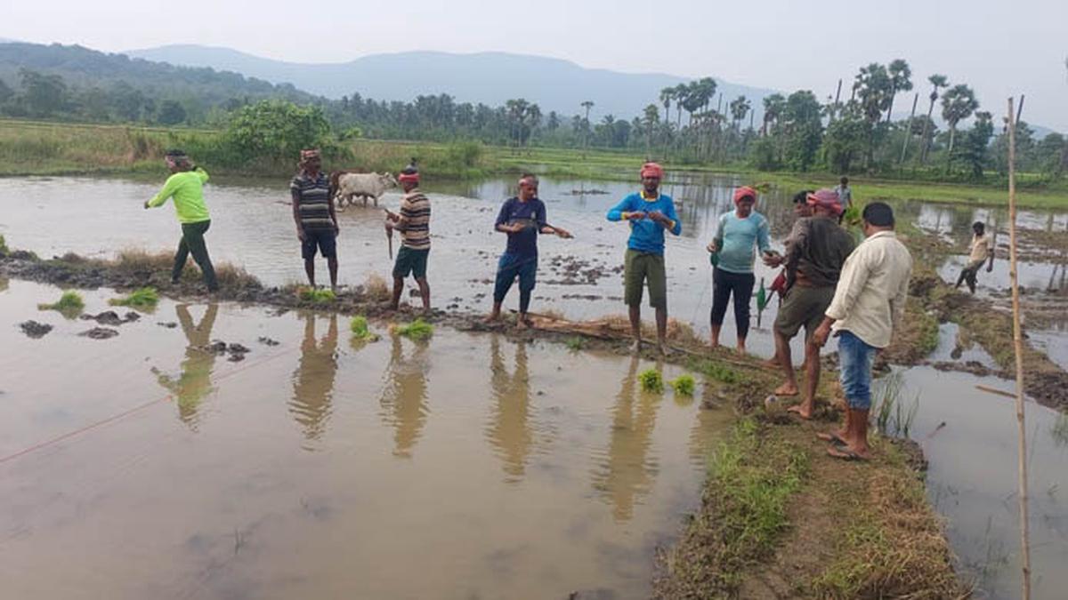 Farm workers from West Bengal gain a reputation in Telugu States for their paddy sowing skills