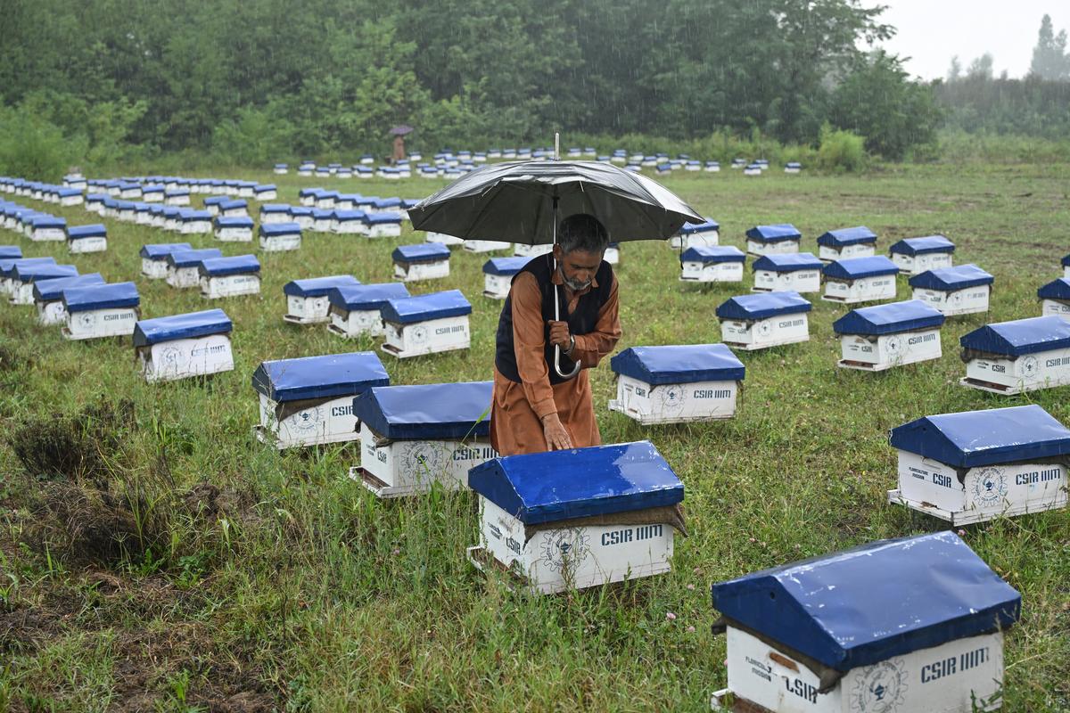 Zemědělci kontrolují políčko Honey Bee distribuované společností CSIR-IIIM.