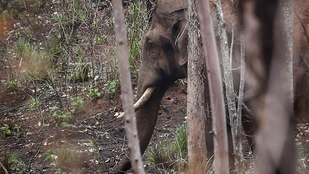 Arikompan spotted near Kumily town