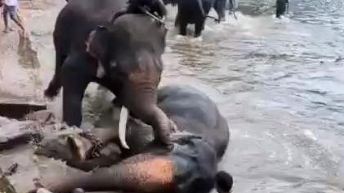 Tamil Nadu tourist dies after being caught in clash between two elephants at Dubare Elephant Camp in Karnataka
