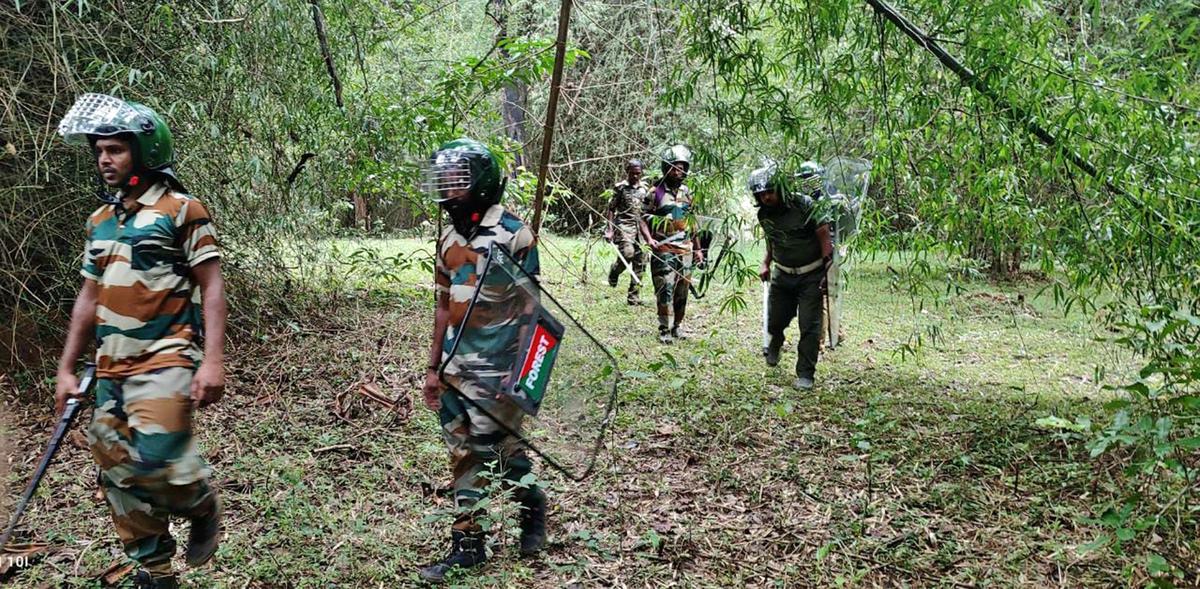 Kerala Forest Department officers combing the Wayanad wildlife sanctuary