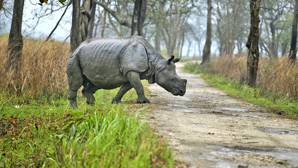 Assam denies manipulation of Kaziranga rhino census data