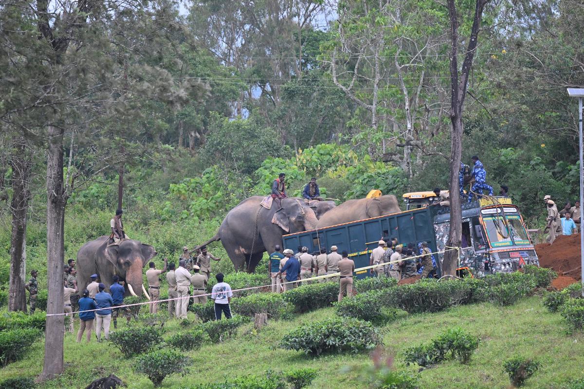 The problematic wild elephant been loaded on to a lorry at Yellamalai in September 2025.