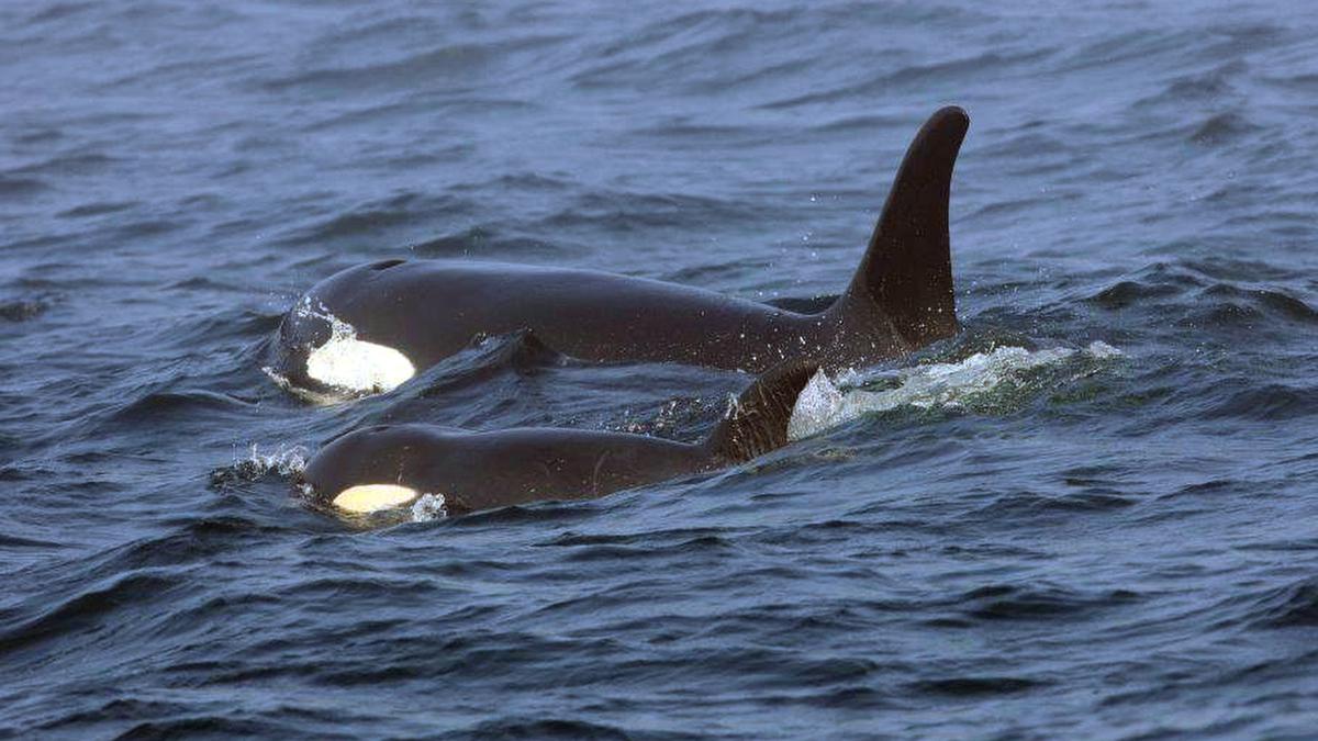 Killer whales wreck boat in latest attack off Spain