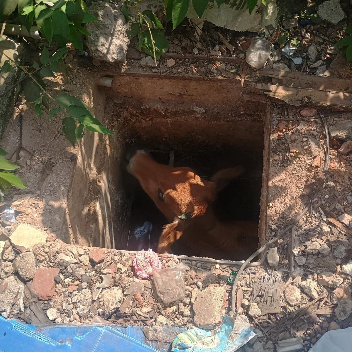 Watch: Cow rescued from death trap sump in Kilpauk, Chennai