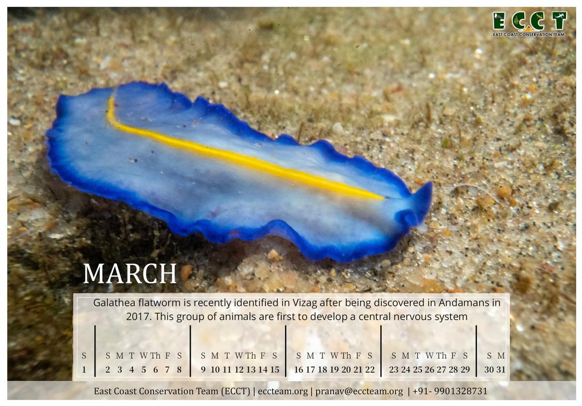 The marine-themed 2025 calendar launched by East Coast Conservation Team in Visakhapatnam.