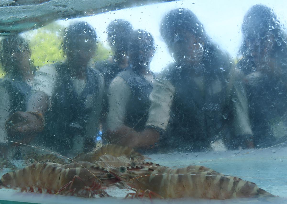 Students at Central Marine Fisheries Research Institute (CMFRI)  near Mandapam in Ramanathapuram district on Friday. 