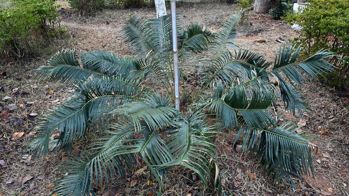 Central government sanctions ₹1.29 crore to Andhra University for conservation of 30 endangered South Indian plant species