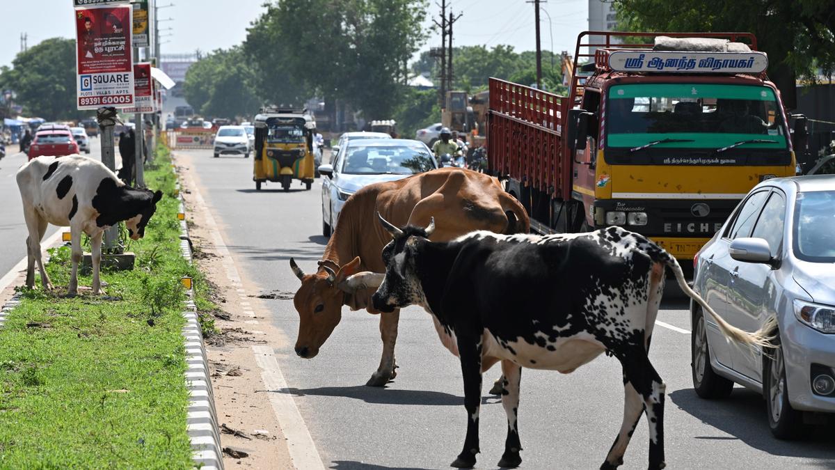 Gujarat turns to AI, CCTV to identify stray cattle in Ahmedabad