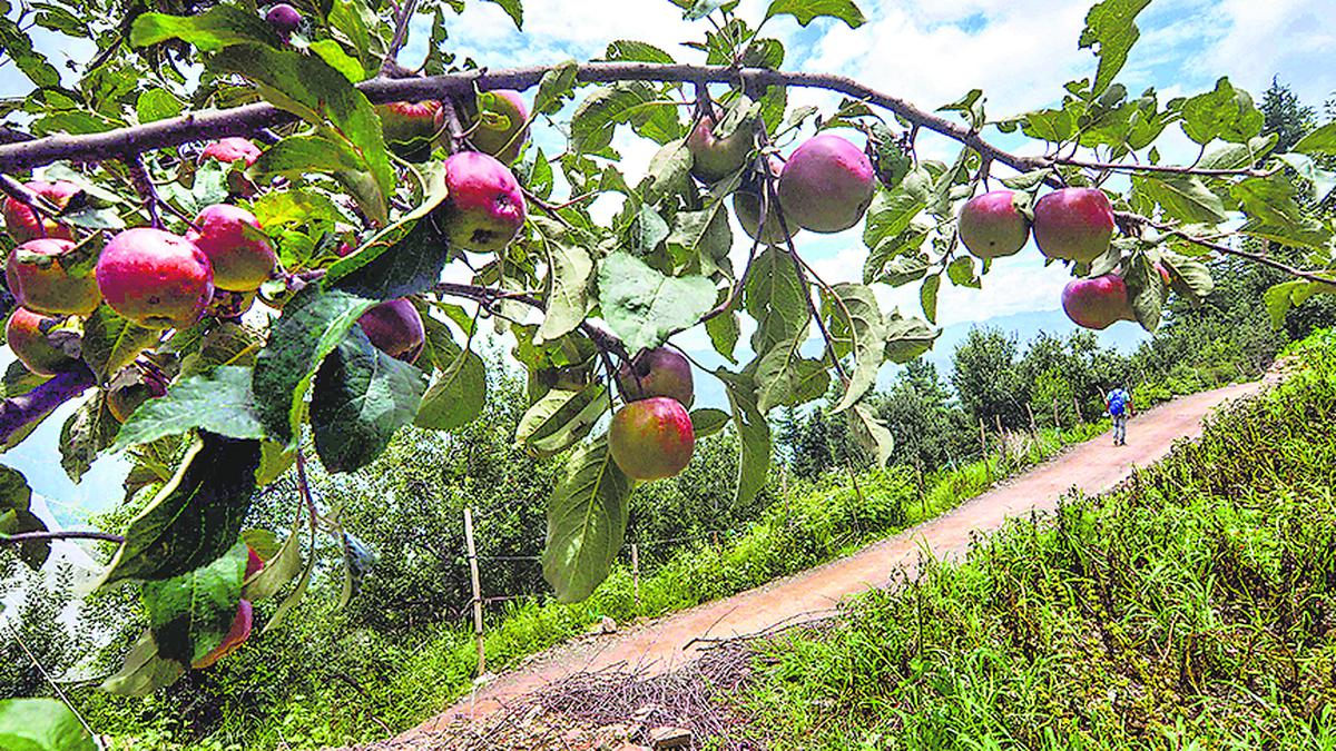 The happy apple growers of Himachal