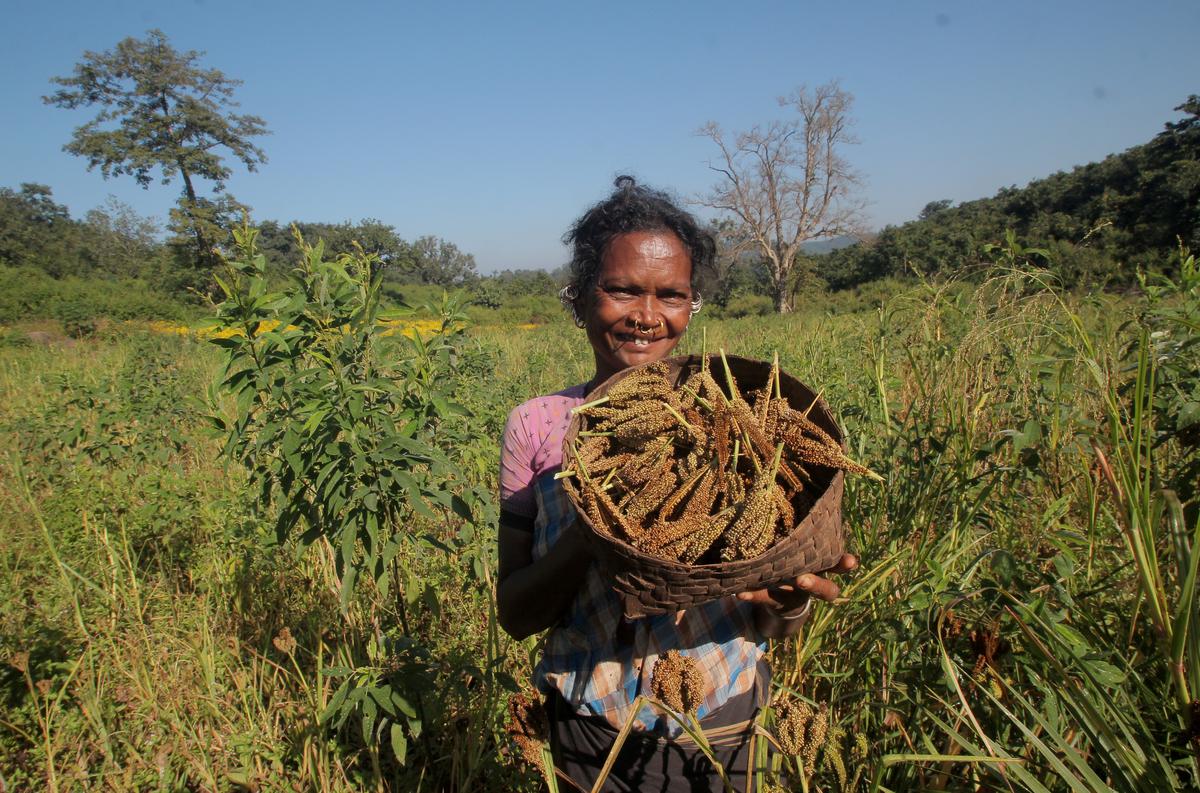 A tribal woman displaying newly harvested ragi near Tumudibandha village in Kandhamal district of Odisha.