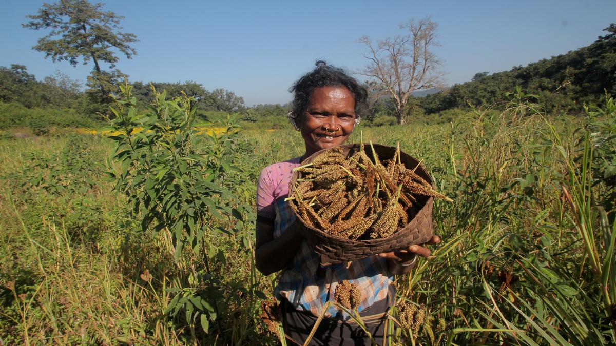 Odisha constitutes committee to recognize, release of traditional millet varieties 