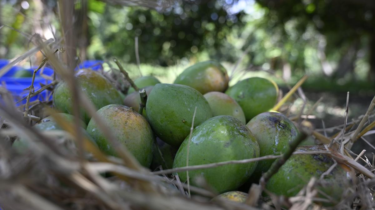 Stalin reiterates request to Modi to help mango farmers in Tamil Nadu