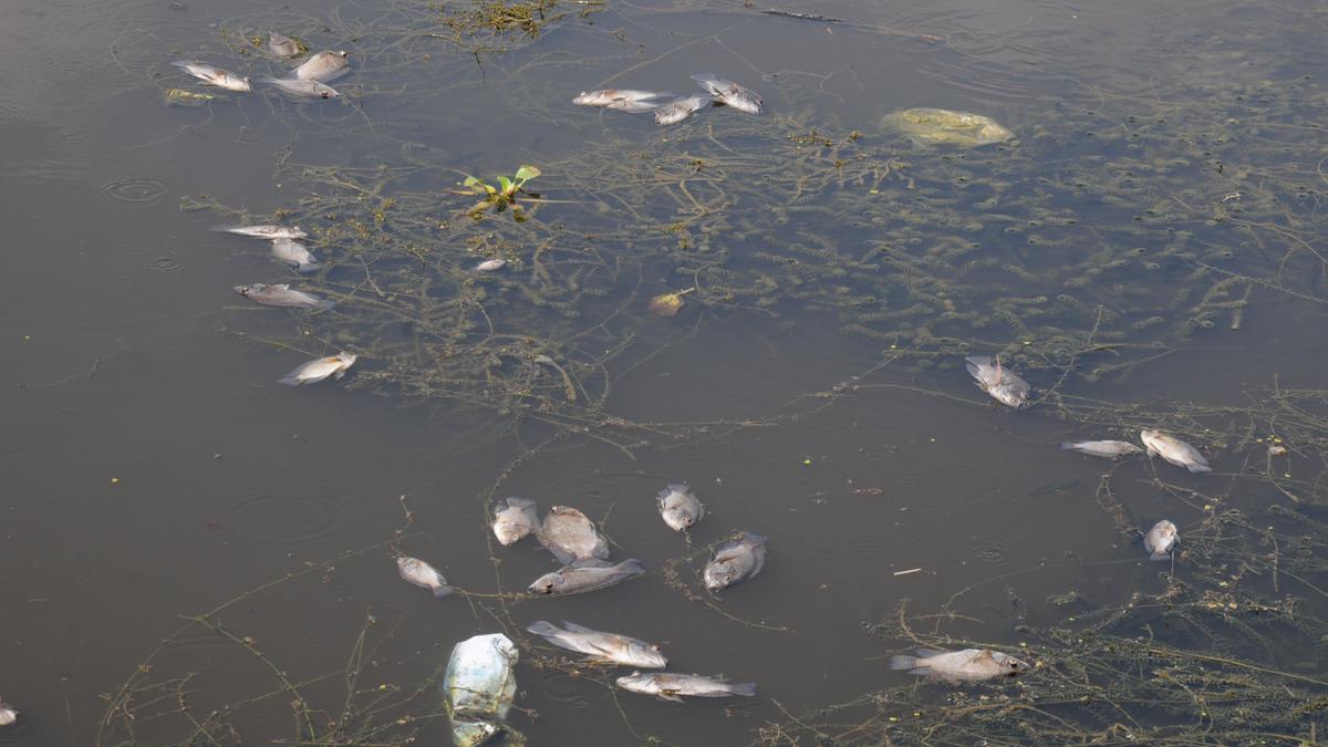 Dead fish found floating in Kanirowther lake