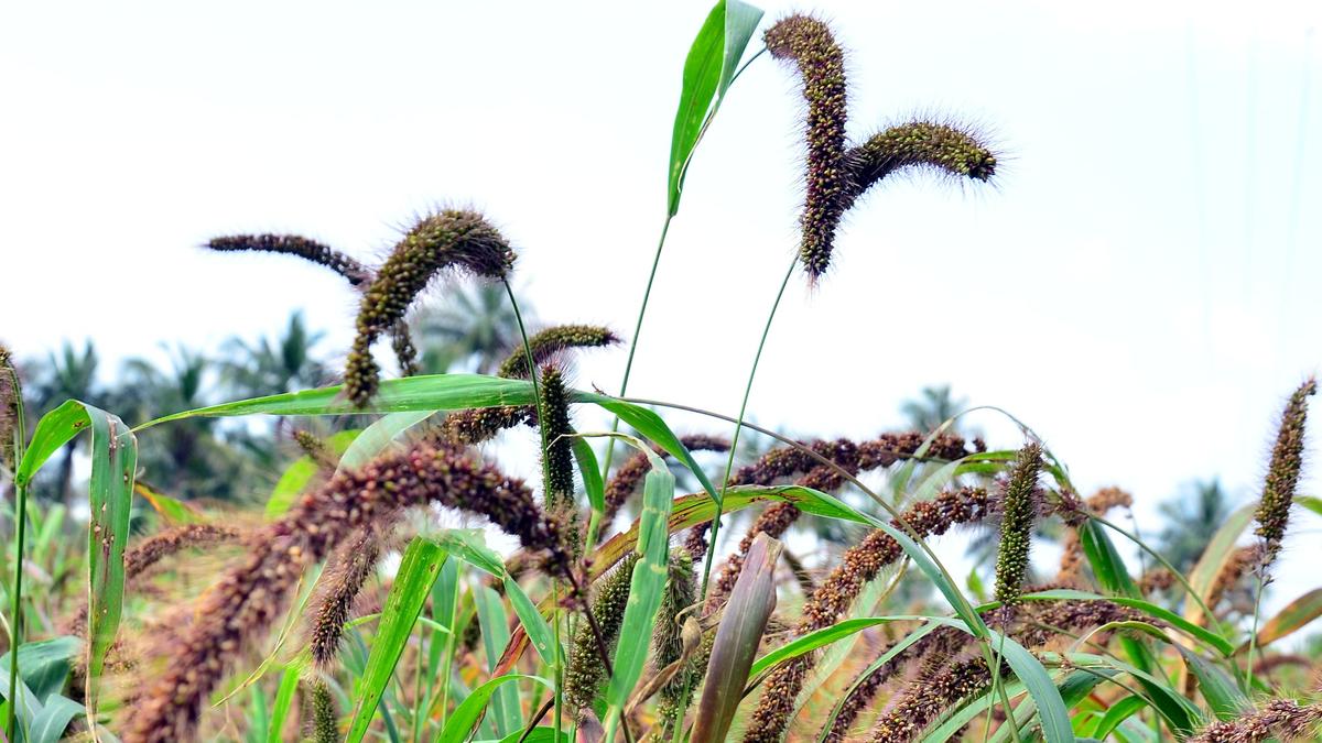 Keep the bran on millets to retain health benefits: study
Premium