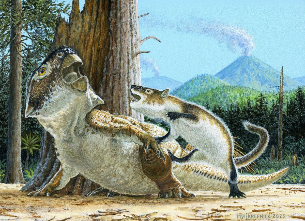 Cette illustration montre le mammifère carnivore du Crétacé Repenomamus Robustus attaquant le dinosaure herbivore Psittacosaurus lujiatunensis quelques instants avant qu'une coulée de débris volcaniques ne les enterre tous les deux il y a environ 125 millions d'années en Chine.