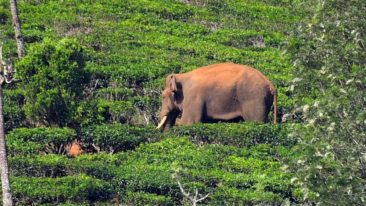 Kerala HC stays order allowing capture of Arikompan