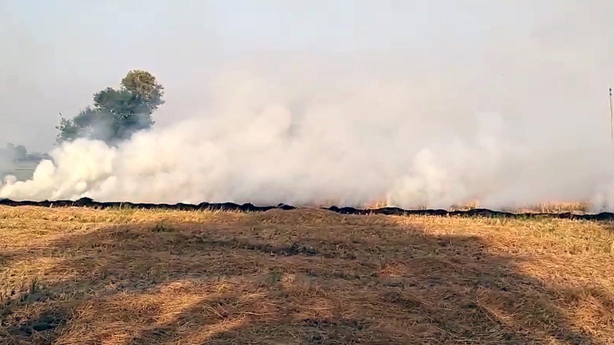 714 stubble-burning incidents in Haryana during current harvesting season
