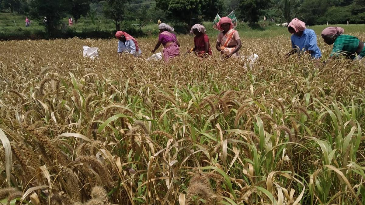 Odisha’s millet revival mission likely to benefit BJD