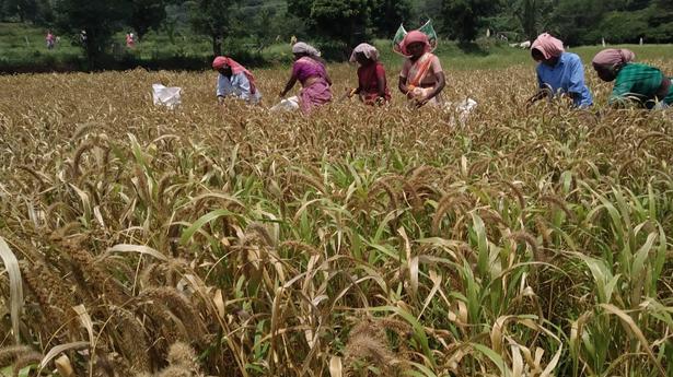 Odisha’s millet revival mission likely to benefit BJD 