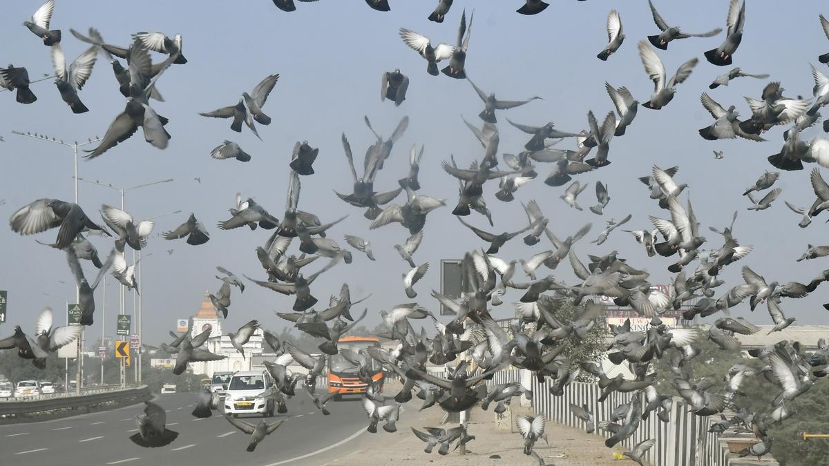 Does seeking social proximity improve flight routes among pigeons?