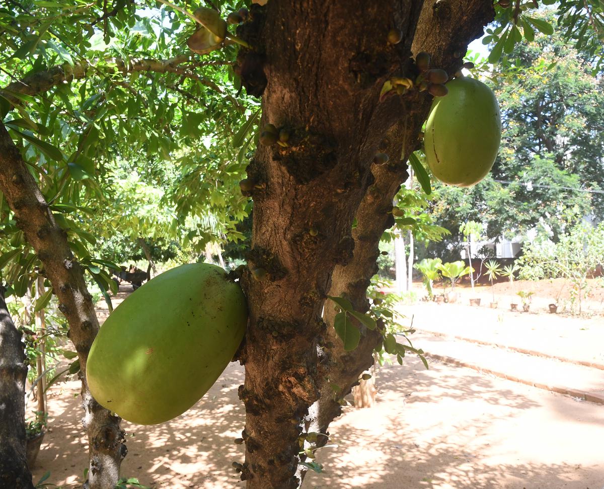 Crescentia Cujete,  commonly known as the calabash tree at the  Department of Horticulture and Plantation Crops. 