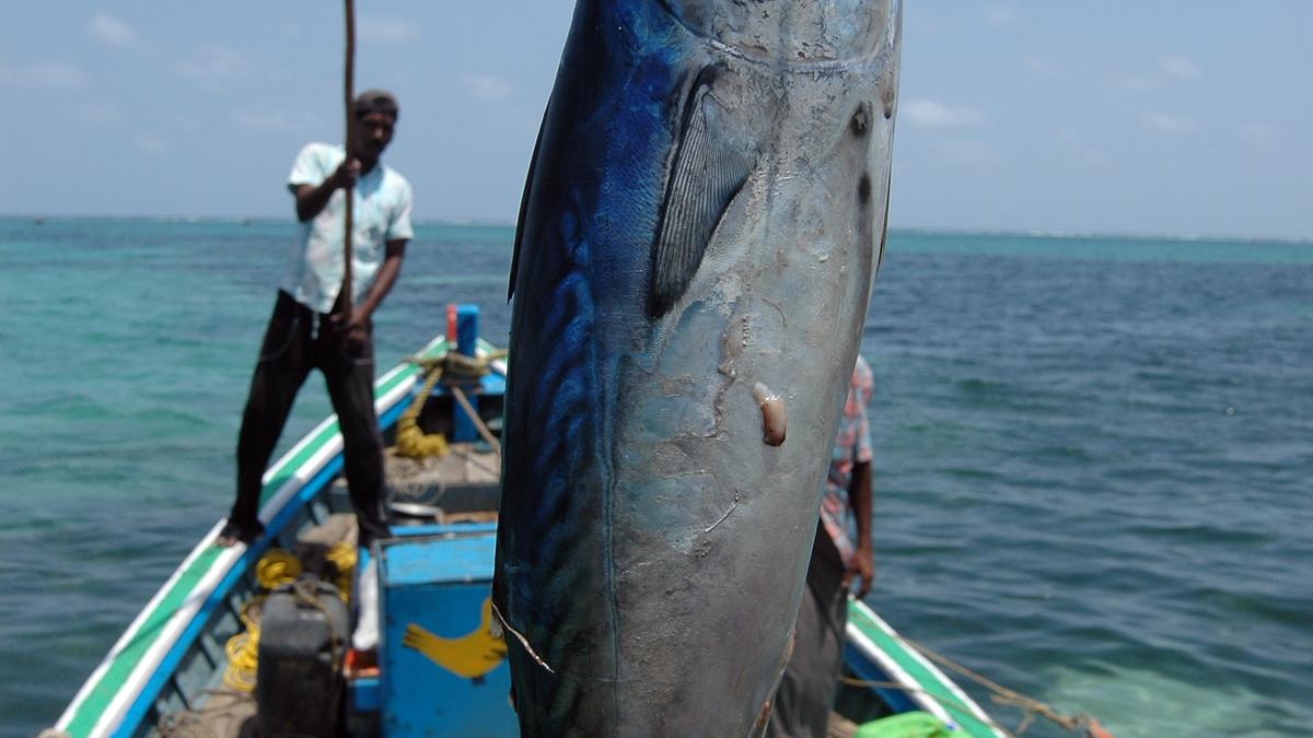 Centre eyes global eco-labelling tag for Lakshadweep tuna fisheries using traditional fishing methods