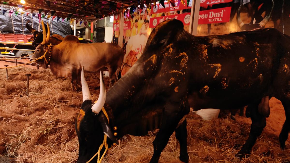 Pongal 2025 in Coimbatore: Jallikattu bulls display in front of a textile showroom