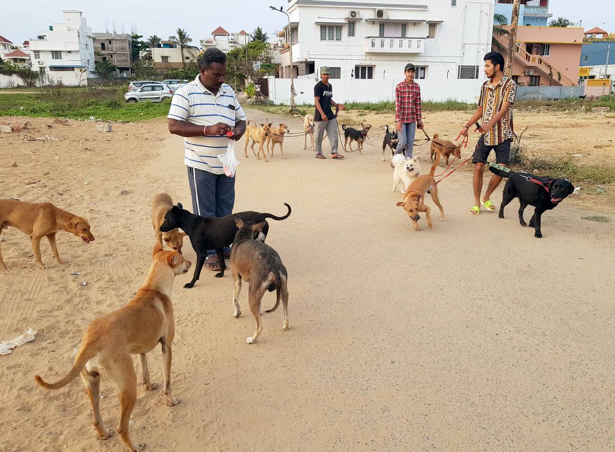 Activists urge Chennai Corporation to adopt a systematic approach to manage street  dogs - The Hindu