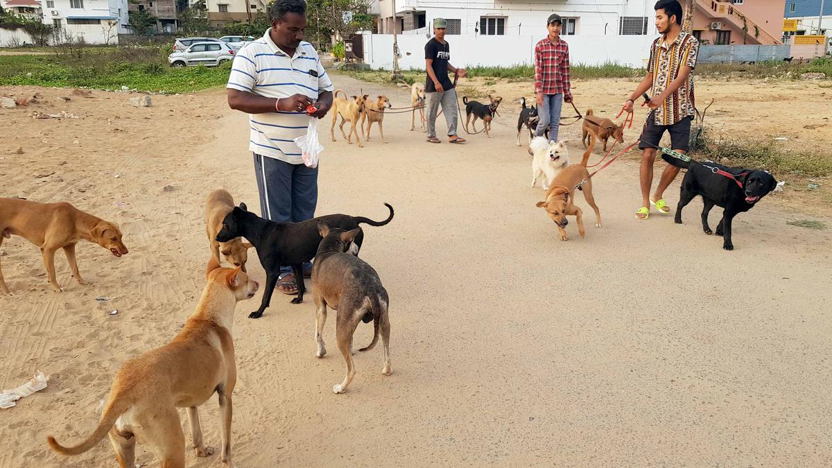 Activists urge Chennai Corporation to adopt a systematic approach to manage street dogs