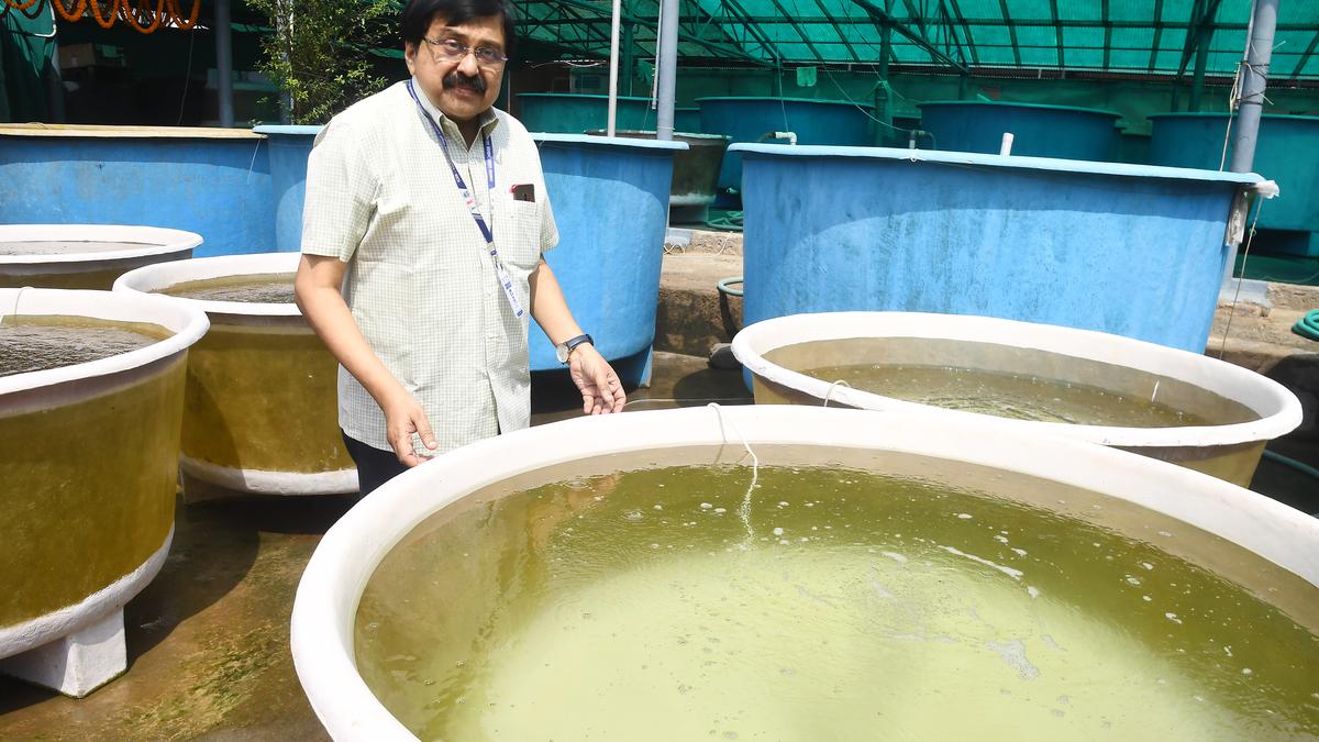 CMFRI Visakhapatnam centre initiated study on cage farming of ‘ghol ...