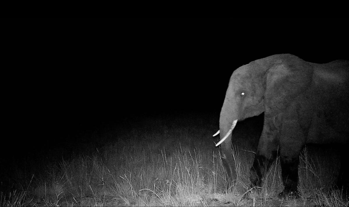 La prima foto di un elefante fantasma catturata da una fotocamera controllata dal movimento. Gli occhi brillano in questo scatto notturno